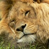 liofan